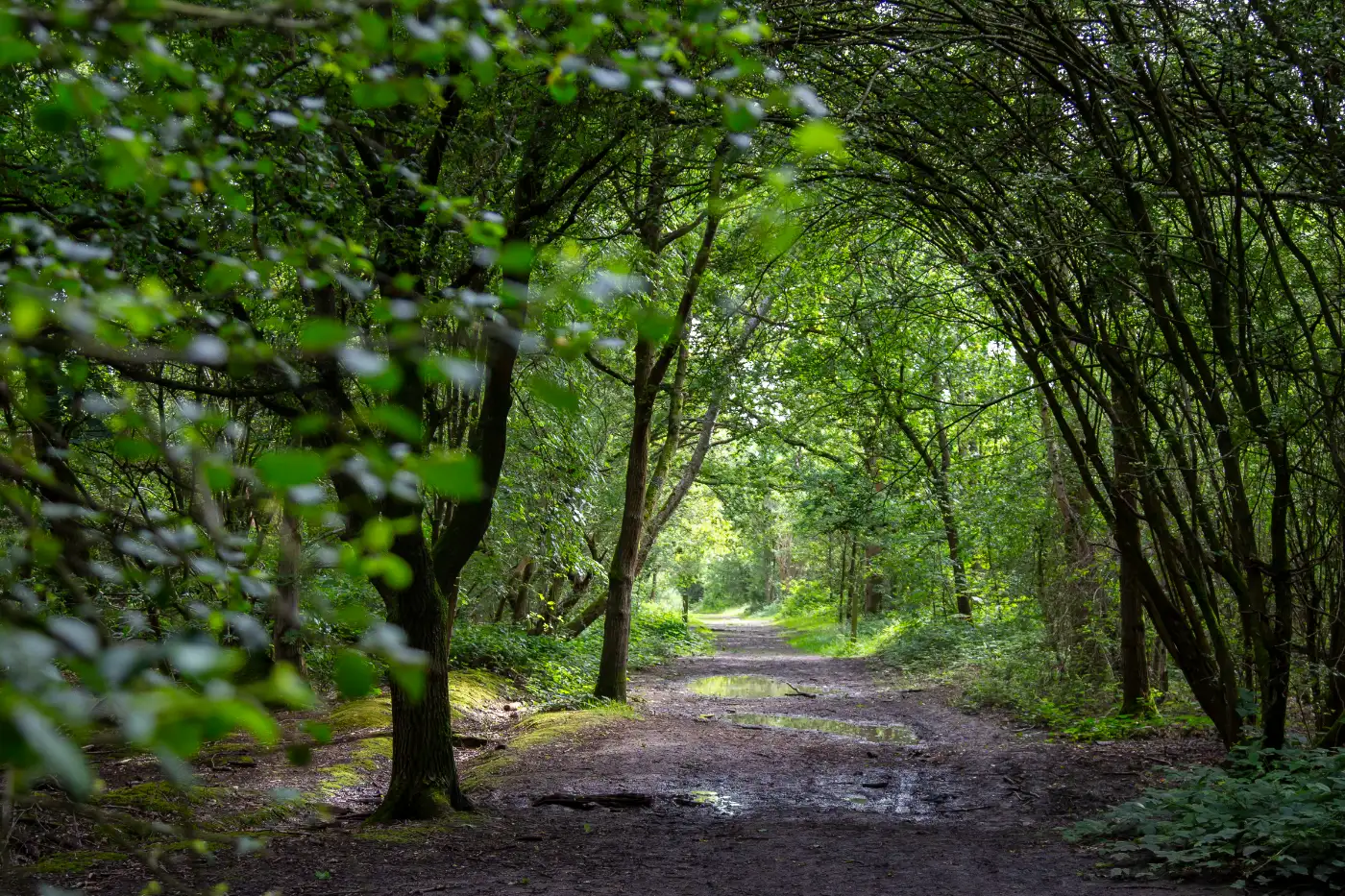 Hainault Forest Hainault Forest