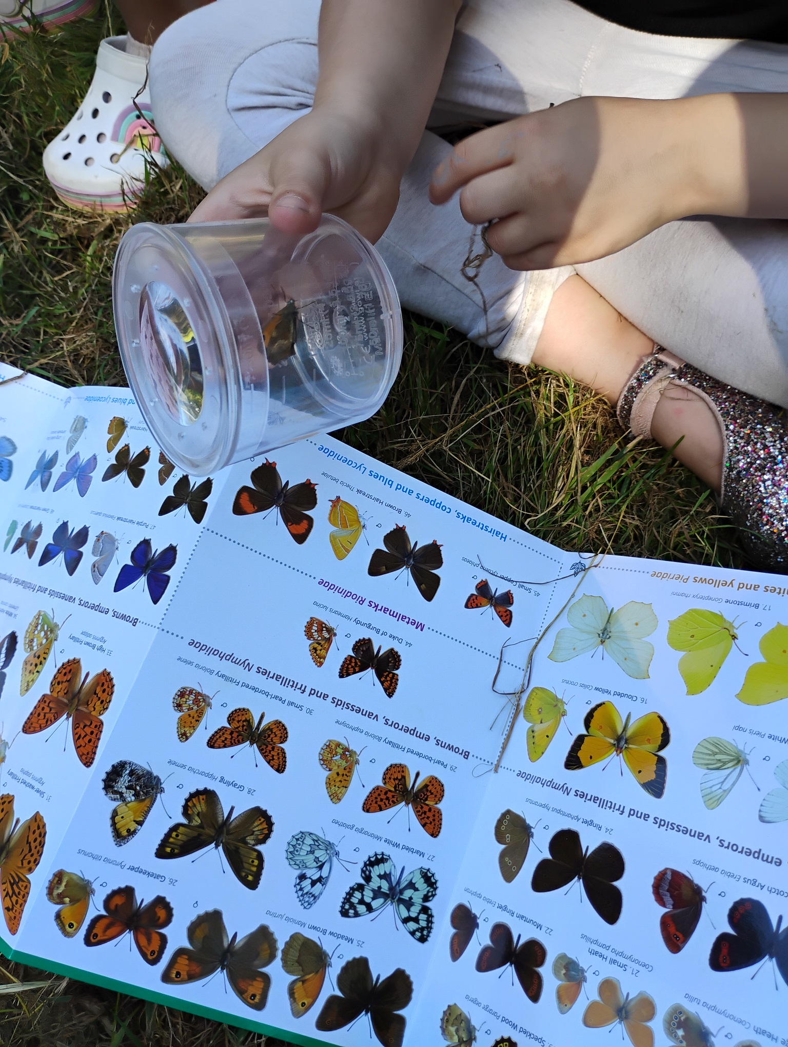 Child sitting and holding butterfly in a clear plastic container, butterfly identification sheet on the grass