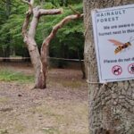 Area Of Woods Cordoned Off Due To A Hornet Nest