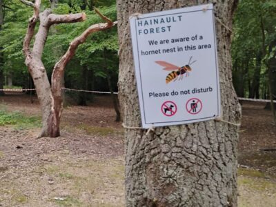 Area Of Woods Cordoned Off Due To A Hornet Nest